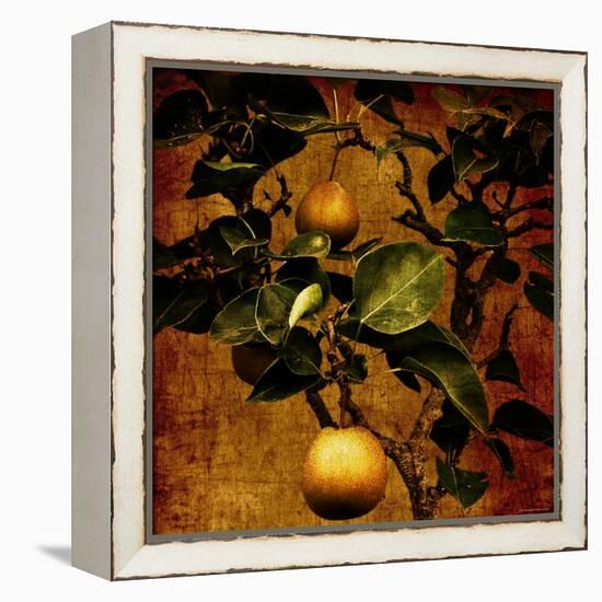 Bonsai Pear-Lydia Marano-Framed Premier Image Canvas