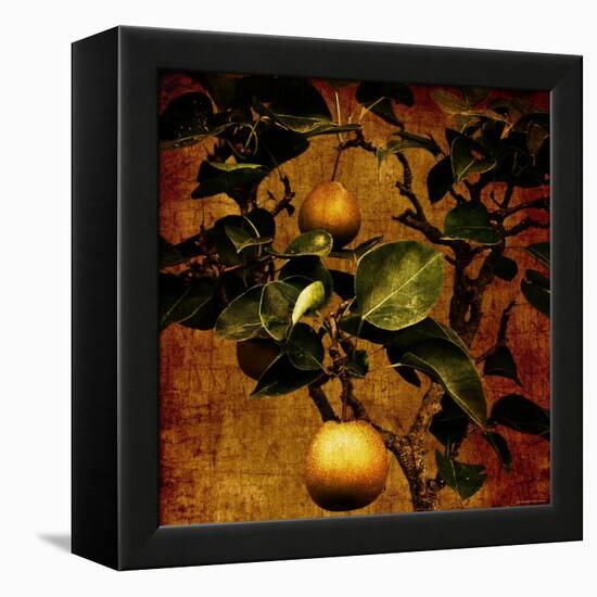 Bonsai Pear-Lydia Marano-Framed Premier Image Canvas