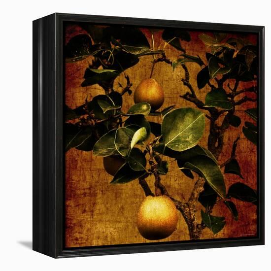 Bonsai Pear-Lydia Marano-Framed Premier Image Canvas