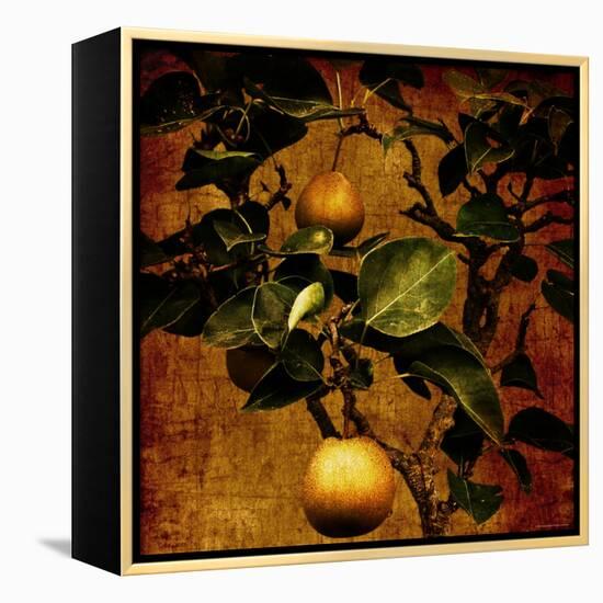 Bonsai Pear-Lydia Marano-Framed Premier Image Canvas