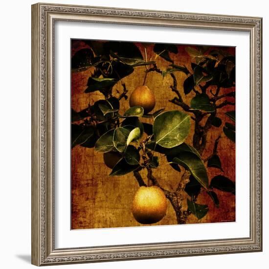 Bonsai Pear-Lydia Marano-Framed Photographic Print