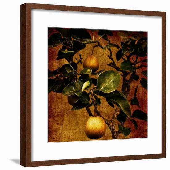 Bonsai Pear-Lydia Marano-Framed Photographic Print