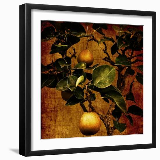 Bonsai Pear-Lydia Marano-Framed Photographic Print