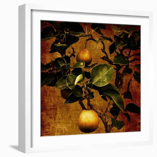 Bonsai Pear-Lydia Marano-Framed Photographic Print