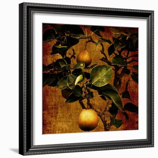 Bonsai Pear-Lydia Marano-Framed Photographic Print