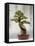 Bonsai Tree, Classical Garden, Suzhou, Jiangsu, China-Ivan Vdovin-Framed Premier Image Canvas