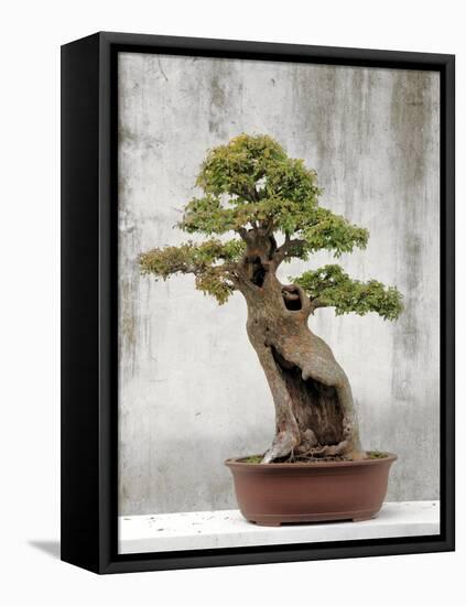 Bonsai Tree, Classical Garden, Suzhou, Jiangsu, China-Ivan Vdovin-Framed Premier Image Canvas