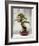 Bonsai Tree, Classical Garden, Suzhou, Jiangsu, China-Ivan Vdovin-Framed Photographic Print