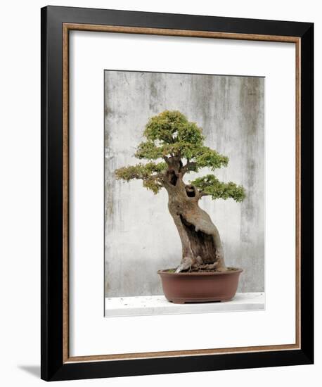 Bonsai Tree, Classical Garden, Suzhou, Jiangsu, China-Ivan Vdovin-Framed Photographic Print