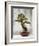 Bonsai Tree, Classical Garden, Suzhou, Jiangsu, China-Ivan Vdovin-Framed Photographic Print