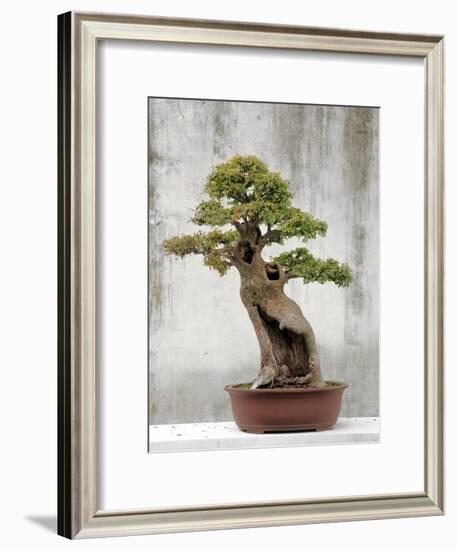 Bonsai Tree, Classical Garden, Suzhou, Jiangsu, China-Ivan Vdovin-Framed Photographic Print