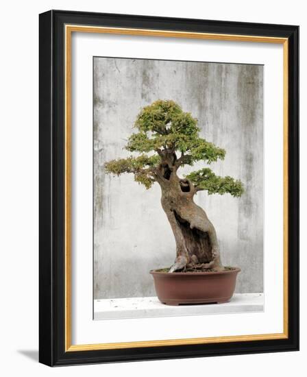 Bonsai Tree, Classical Garden, Suzhou, Jiangsu, China-Ivan Vdovin-Framed Photographic Print