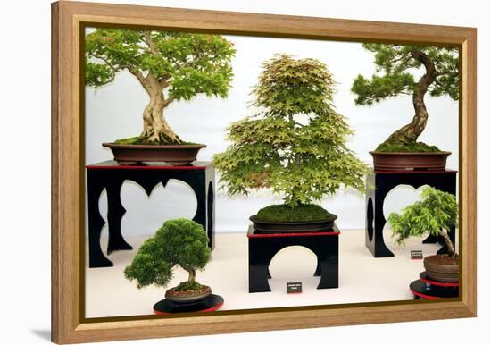 Bonsai Trees-Cordelia Molloy-Framed Premier Image Canvas