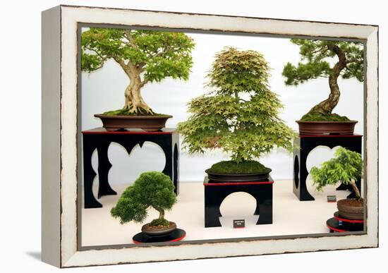 Bonsai Trees-Cordelia Molloy-Framed Premier Image Canvas
