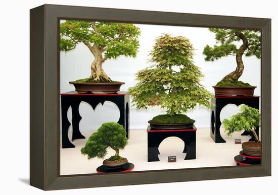 Bonsai Trees-Cordelia Molloy-Framed Premier Image Canvas