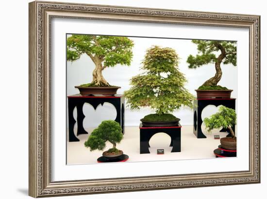 Bonsai Trees-Cordelia Molloy-Framed Photographic Print