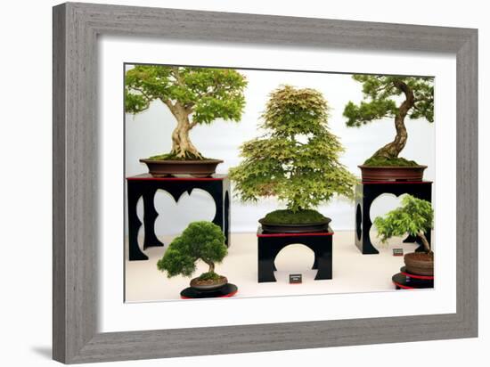 Bonsai Trees-Cordelia Molloy-Framed Photographic Print