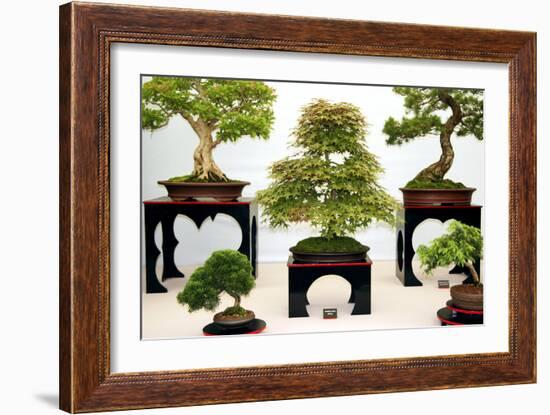 Bonsai Trees-Cordelia Molloy-Framed Photographic Print