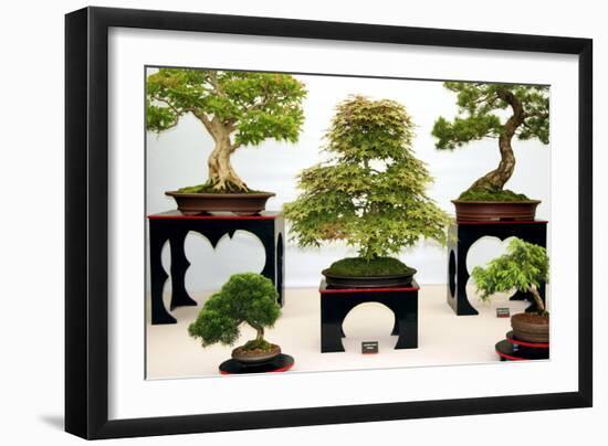 Bonsai Trees-Cordelia Molloy-Framed Photographic Print