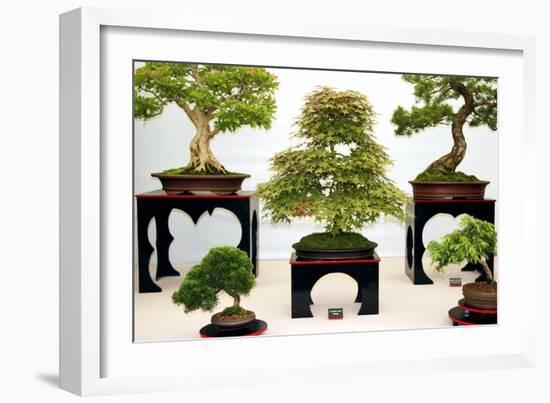 Bonsai Trees-Cordelia Molloy-Framed Photographic Print