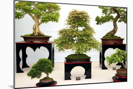 Bonsai Trees-Cordelia Molloy-Mounted Photographic Print