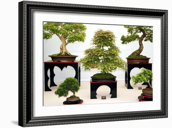 Bonsai Trees-Cordelia Molloy-Framed Photographic Print