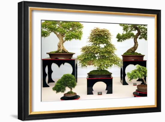 Bonsai Trees-Cordelia Molloy-Framed Photographic Print