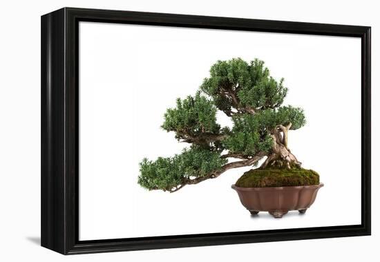 Bonsai-Fabio Petroni-Framed Premier Image Canvas