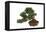 Bonsai-Fabio Petroni-Framed Premier Image Canvas