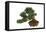 Bonsai-Fabio Petroni-Framed Premier Image Canvas