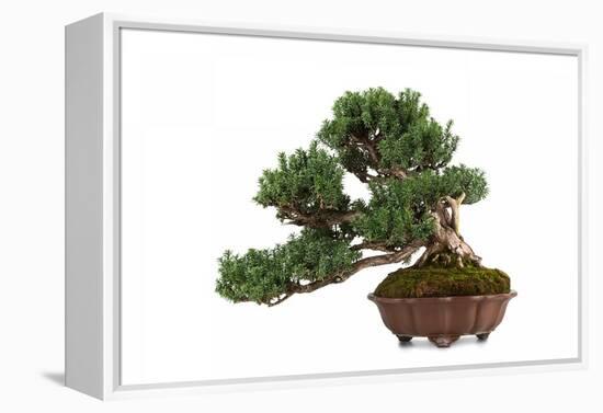 Bonsai-Fabio Petroni-Framed Premier Image Canvas