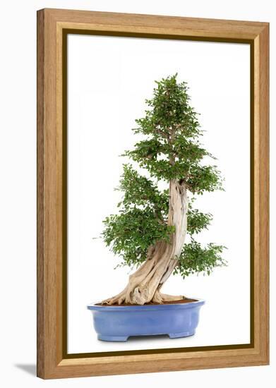 Bonsai-Fabio Petroni-Framed Premier Image Canvas