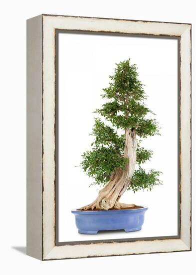 Bonsai-Fabio Petroni-Framed Premier Image Canvas