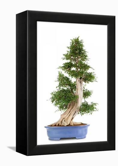 Bonsai-Fabio Petroni-Framed Premier Image Canvas