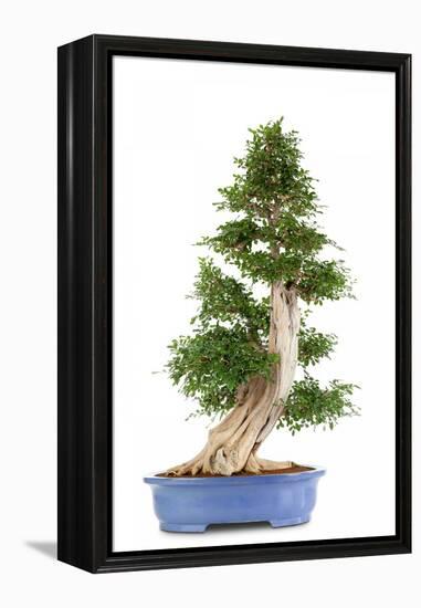 Bonsai-Fabio Petroni-Framed Premier Image Canvas