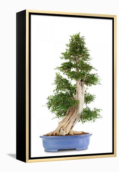 Bonsai-Fabio Petroni-Framed Premier Image Canvas