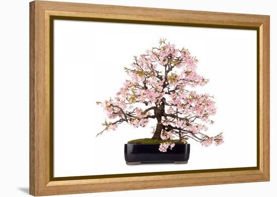 Bonsai-Fabio Petroni-Framed Premier Image Canvas