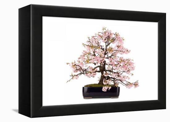 Bonsai-Fabio Petroni-Framed Premier Image Canvas