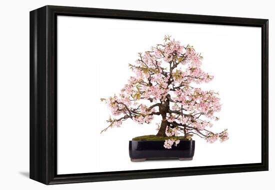 Bonsai-Fabio Petroni-Framed Premier Image Canvas