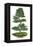 Bonsai-Fabio Petroni-Framed Premier Image Canvas