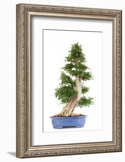 Bonsai-Fabio Petroni-Framed Photographic Print