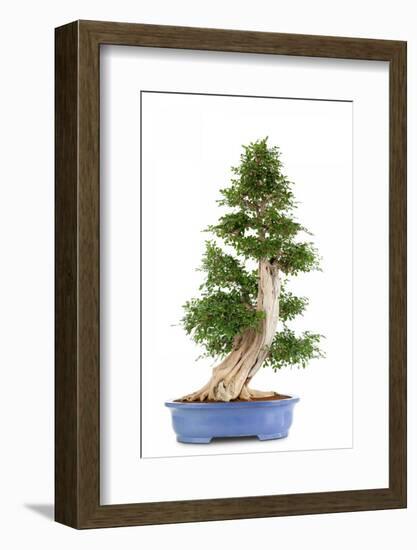 Bonsai-Fabio Petroni-Framed Photographic Print