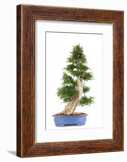 Bonsai-Fabio Petroni-Framed Photographic Print