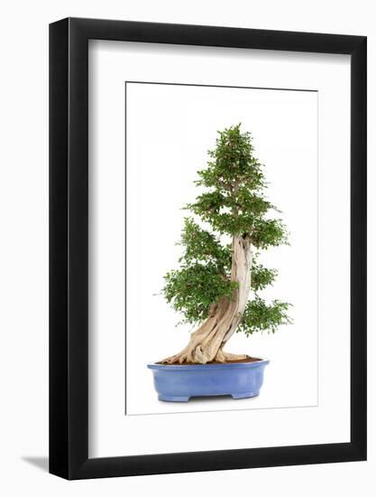 Bonsai-Fabio Petroni-Framed Photographic Print