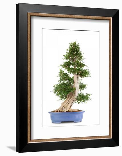 Bonsai-Fabio Petroni-Framed Photographic Print