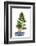 Bonsai-Fabio Petroni-Framed Photographic Print