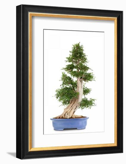 Bonsai-Fabio Petroni-Framed Photographic Print