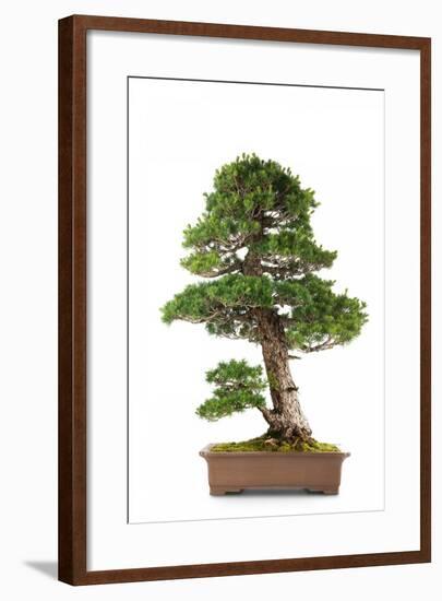 Bonsai-Fabio Petroni-Framed Photographic Print