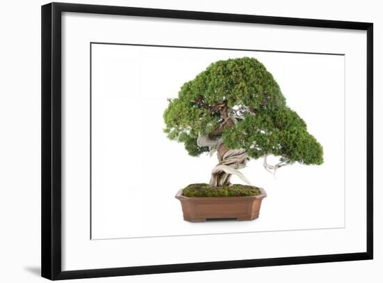 Bonsai-Fabio Petroni-Framed Photographic Print