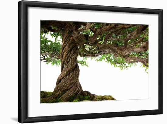 Bonsai-Fabio Petroni-Framed Photographic Print